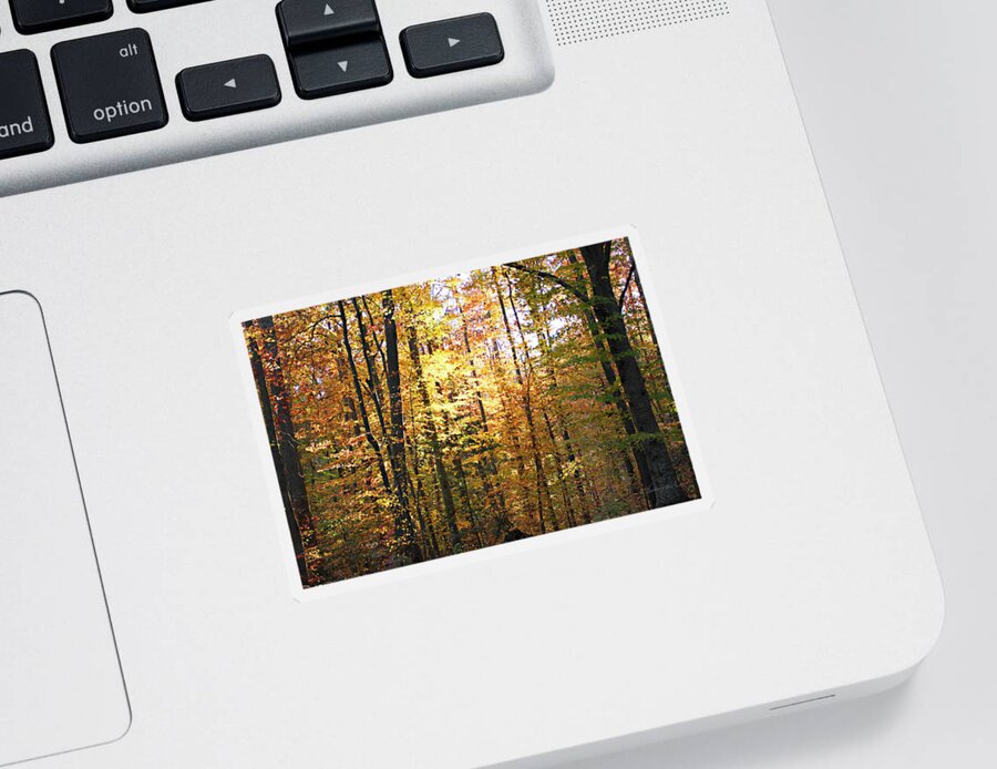 Color Sticker featuring the photograph Sunset Through the Woods 1 by Alan Hausenflock