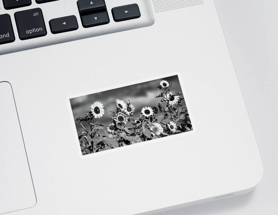 Sunflowers Sticker featuring the photograph Sunshine on My Shoulder, Black and White by Marcy Wielfaert