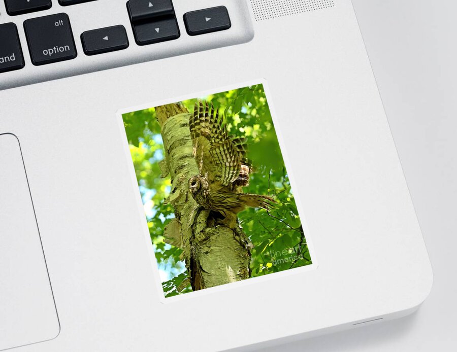 Barred Owl Sticker featuring the photograph Super mom by Heather King