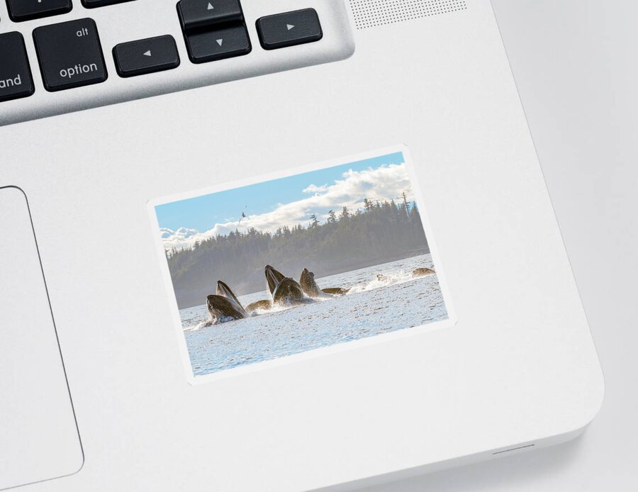 Whale Sticker featuring the photograph Surprise Meal by Michael Rauwolf
