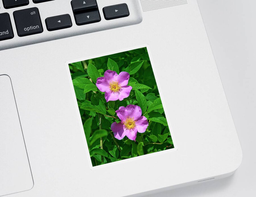 Nature Sticker featuring the photograph Swamp Roses Rosa palustris DSMF179 by Gerry Gantt