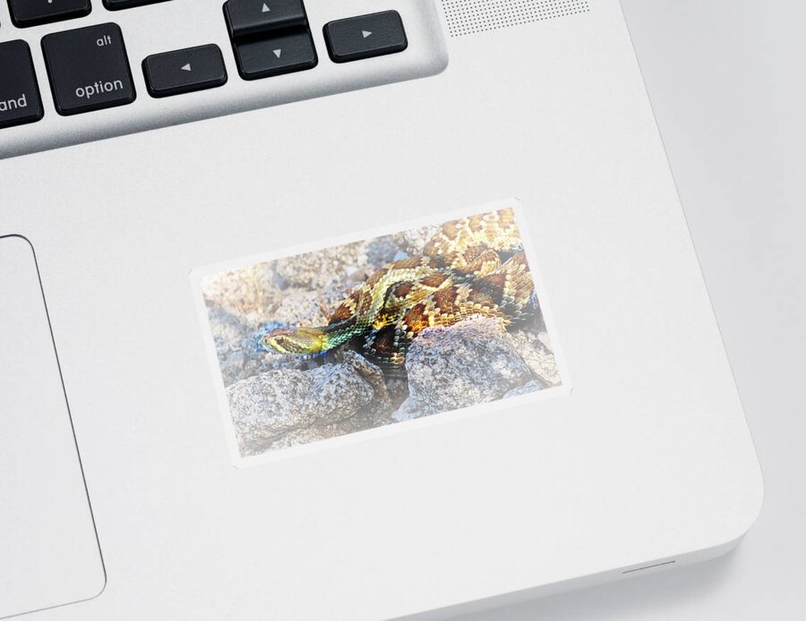 Affordable Sticker featuring the photograph Sweet Honey in the Rock by Judy Kennedy