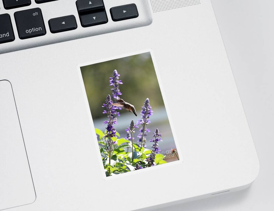 Hummingbird Sticker featuring the photograph Sweet Hummingbird in the Salvia by Carol Groenen