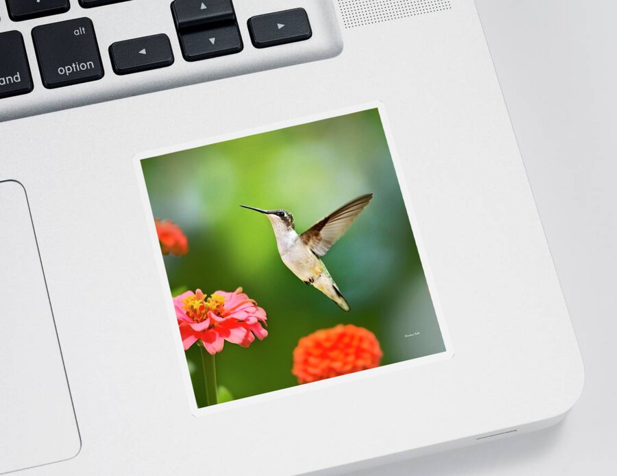 Hummingbirds Sticker featuring the photograph Sweet Promise Hummingbird Square by Christina Rollo