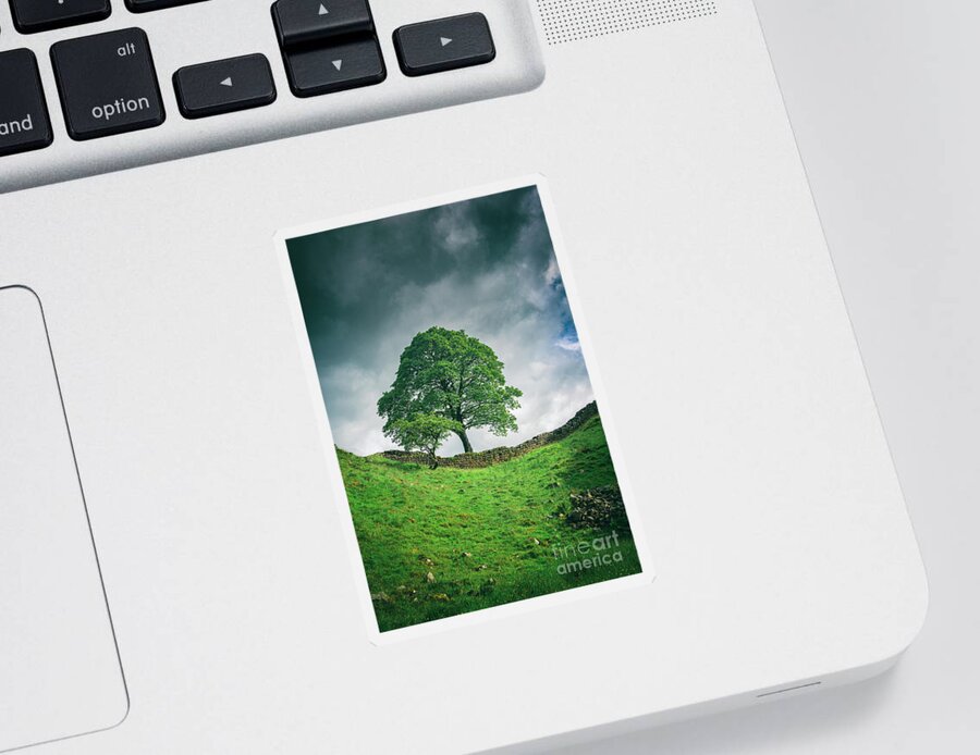 Tree Sticker featuring the photograph Sycamore Gap Tree by David Lichtneker