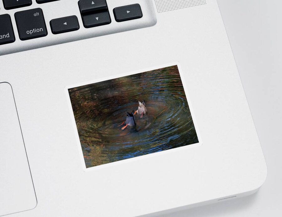 Duck Sticker featuring the photograph Bottoms Up - Synchronized Swimming by Len Bomba