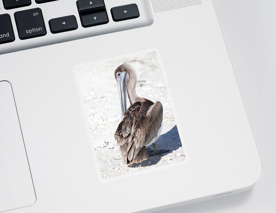 Pelicans Sticker featuring the photograph Close Up of Pelican by Mingming Jiang