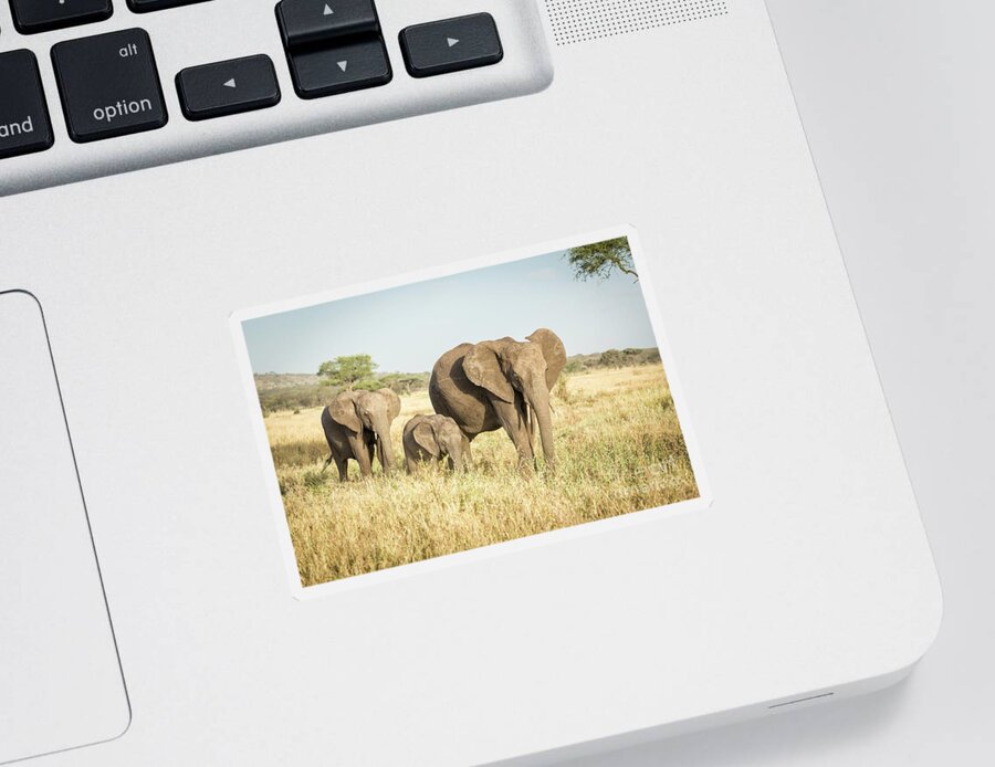  Africa Sticker featuring the photograph Tanzania Elephant Family by Timothy Hacker