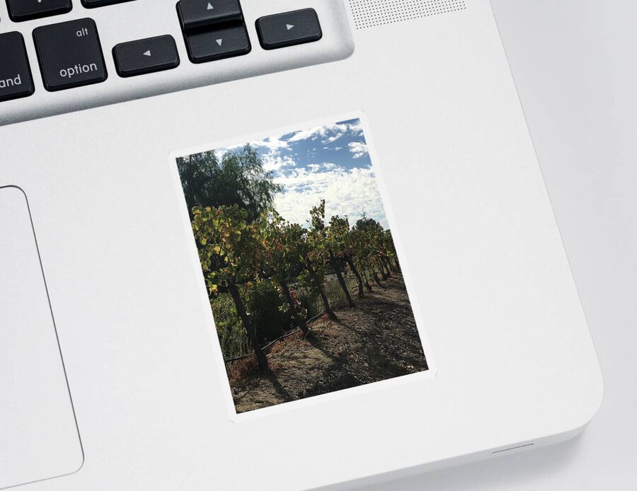 Grapevines Sticker featuring the photograph Temecula Vines by Roxy Rich
