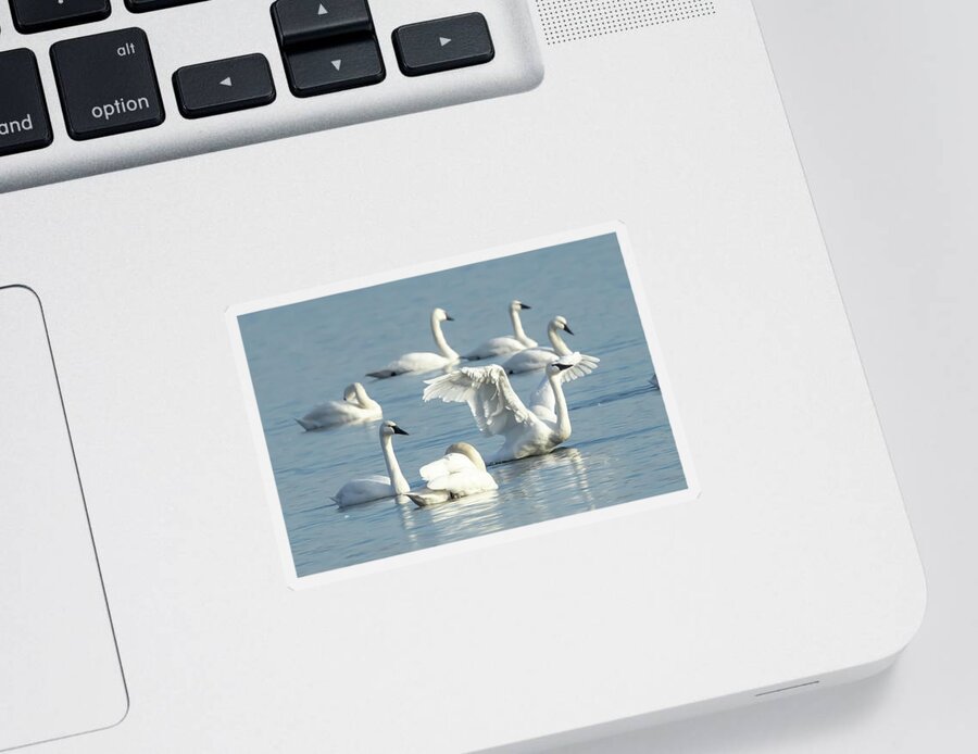 Swan Sticker featuring the photograph Territorial Swan by Donna Twiford