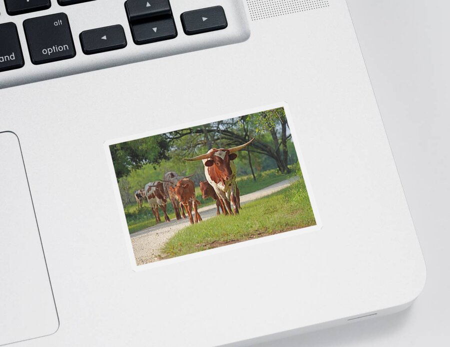 Texas Sticker featuring the photograph Texas longhorn print combo - 1 - Jewels by Cathy Valle