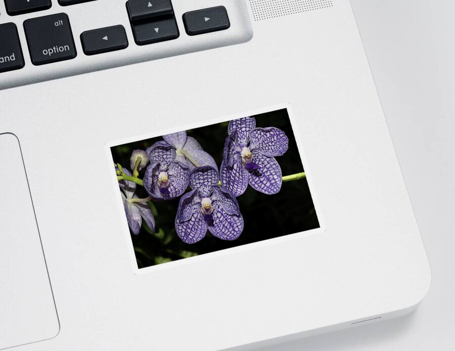 Orchid Sticker featuring the photograph Textured Orchid Flowers 2 by Mingming Jiang