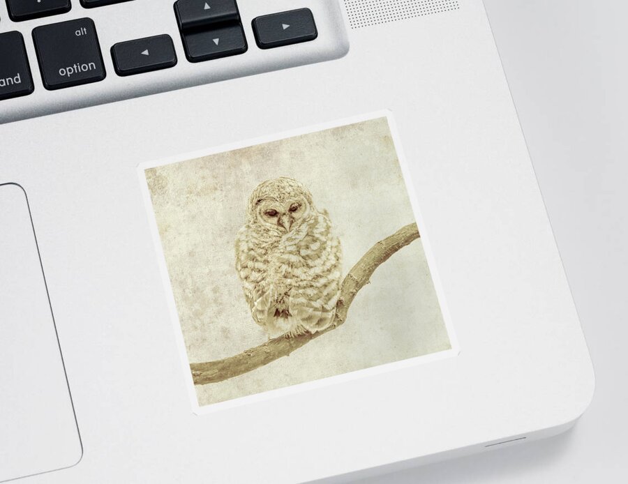 Textured Owl Wildlife Image Sticker featuring the photograph Textured Owl Wildlife Image by Dan Sproul