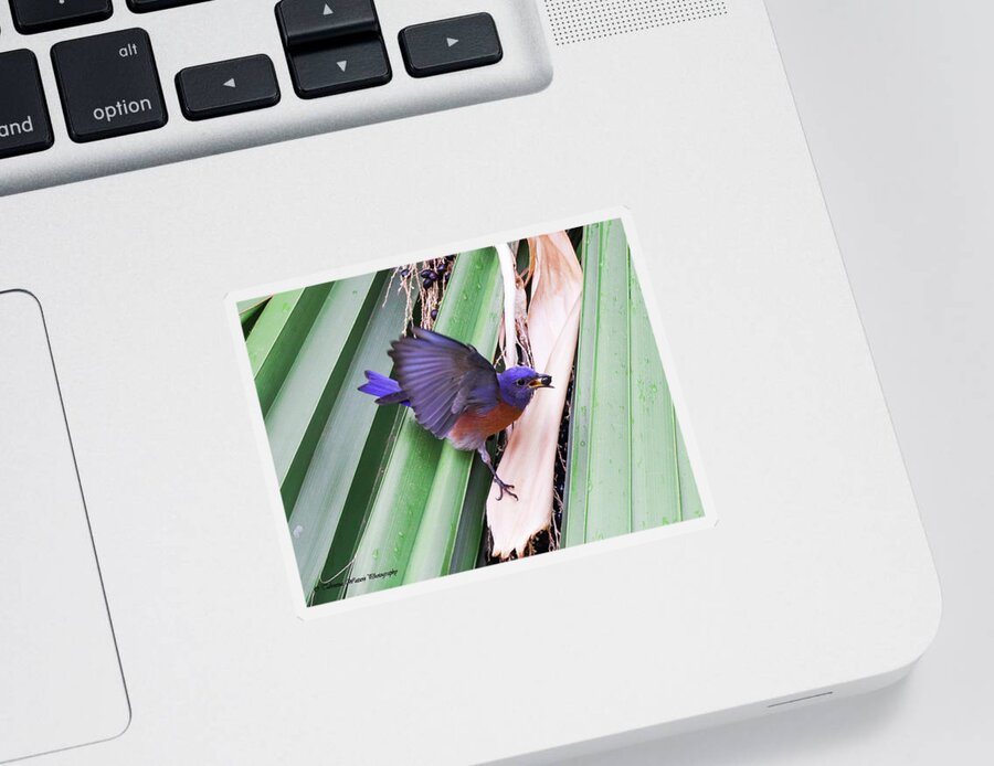 Bird Sticker featuring the photograph The Berry and the Blue Bird by Tahmina Watson