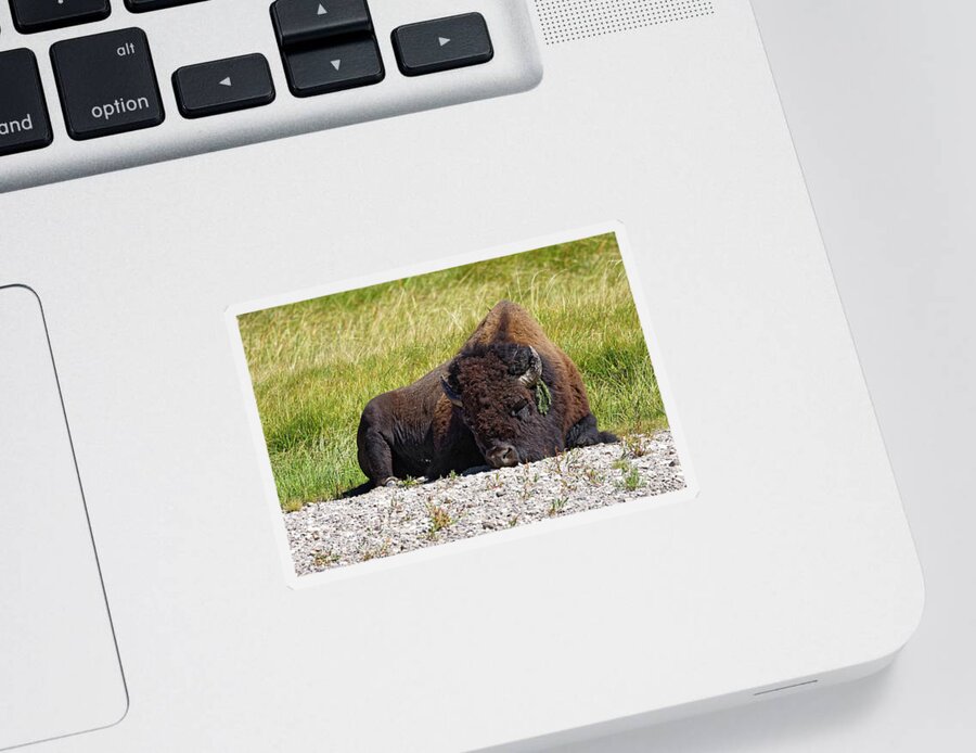 The Bohemian Sticker featuring the photograph The Bohemian -- American Bison in Yellowstone National Park, Wyoming by Darin Volpe