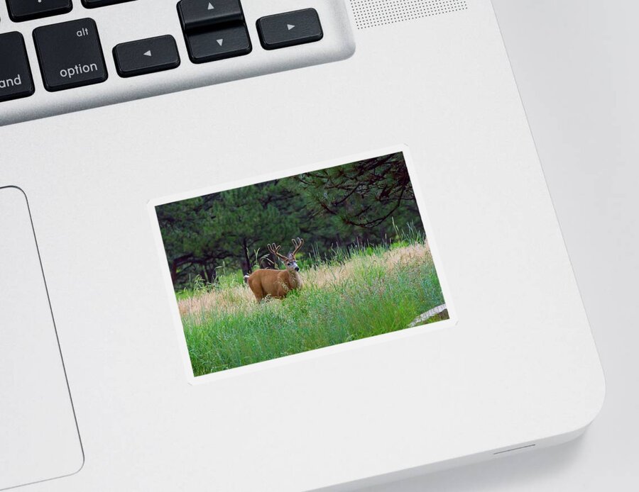 Deer Sticker featuring the photograph The Buck Stops Here by James BO Insogna