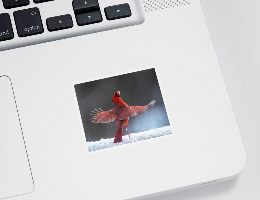 Cardinal Sticker featuring the photograph The Dance by Jane Axman