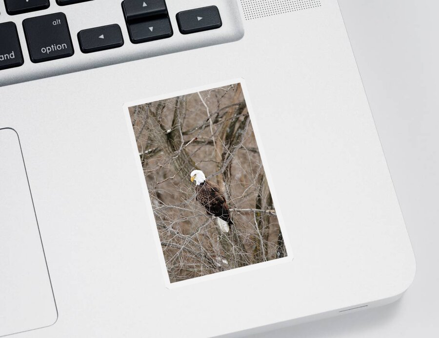 Bird Sticker featuring the photograph The Eagle Has Landed by Lens Art Photography By Larry Trager