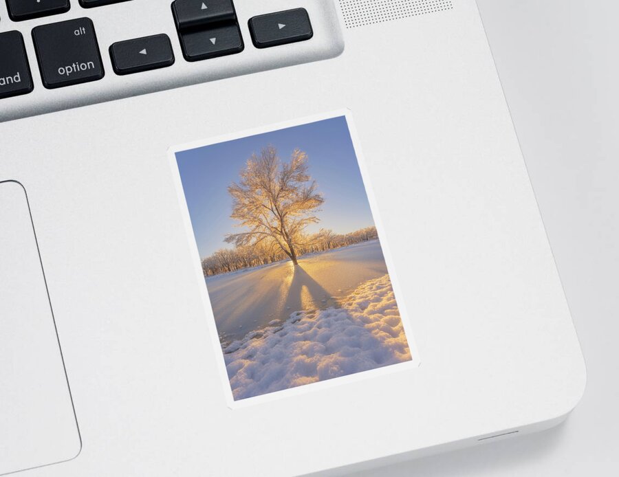 Light Sticker featuring the photograph The Golden Tree by Darren White