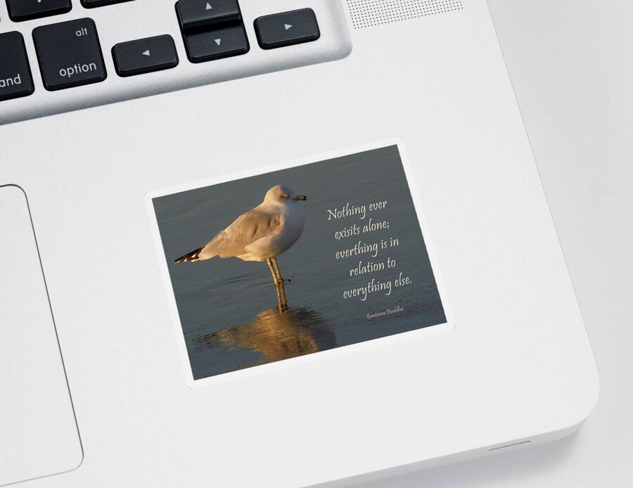 Sentiment Sticker featuring the photograph The Gull of Light and Wisdom by Nancy Griswold