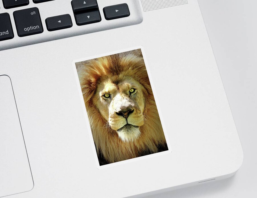 Lion Sticker featuring the photograph The King by Lens Art Photography By Larry Trager