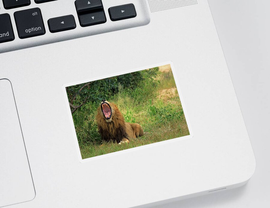 Lion Sticker featuring the photograph The King of Beasts - Lion by Richard Krebs