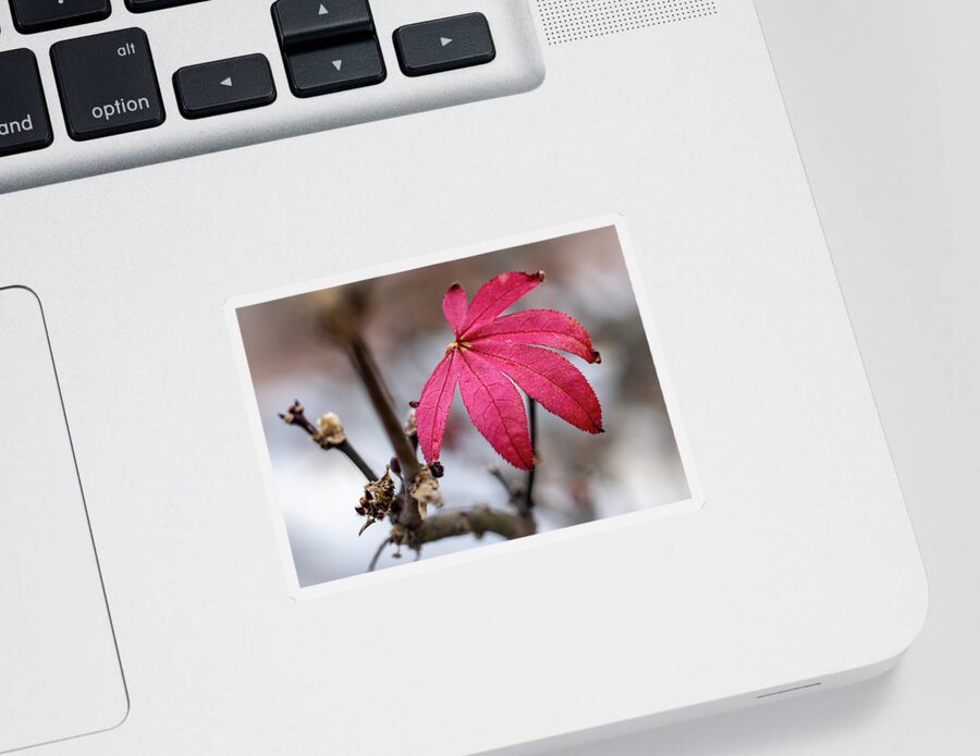 Leaf Sticker featuring the photograph The Last of Fall 1 by Rick Nelson