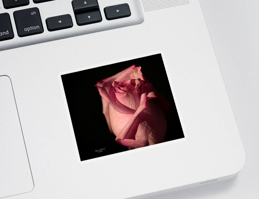 Flower Sticker featuring the photograph The Loveliness of a Rose by Mary Walchuck
