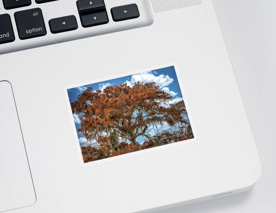 Trees Sticker featuring the photograph The Mighty Cypress by DB Hayes