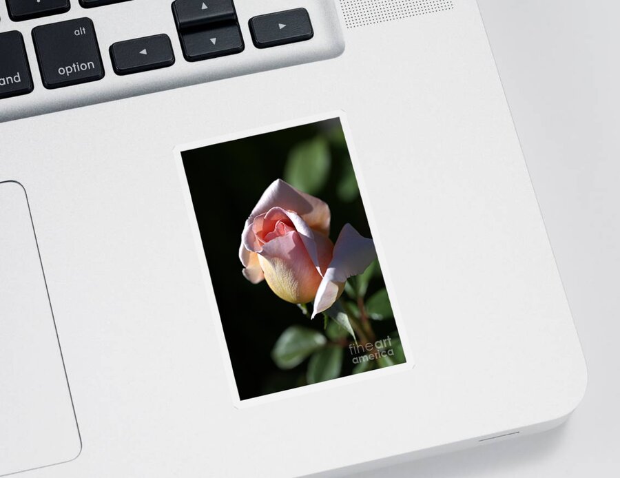 Abraham Darby Rose Flower Sticker featuring the photograph The Morning Pink Rose by Joy Watson