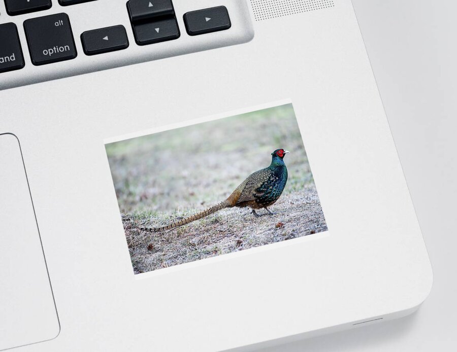 Phasianus Colchicus Colchicus Sticker featuring the photograph The Pheasant Beauty by Torbjorn Swenelius