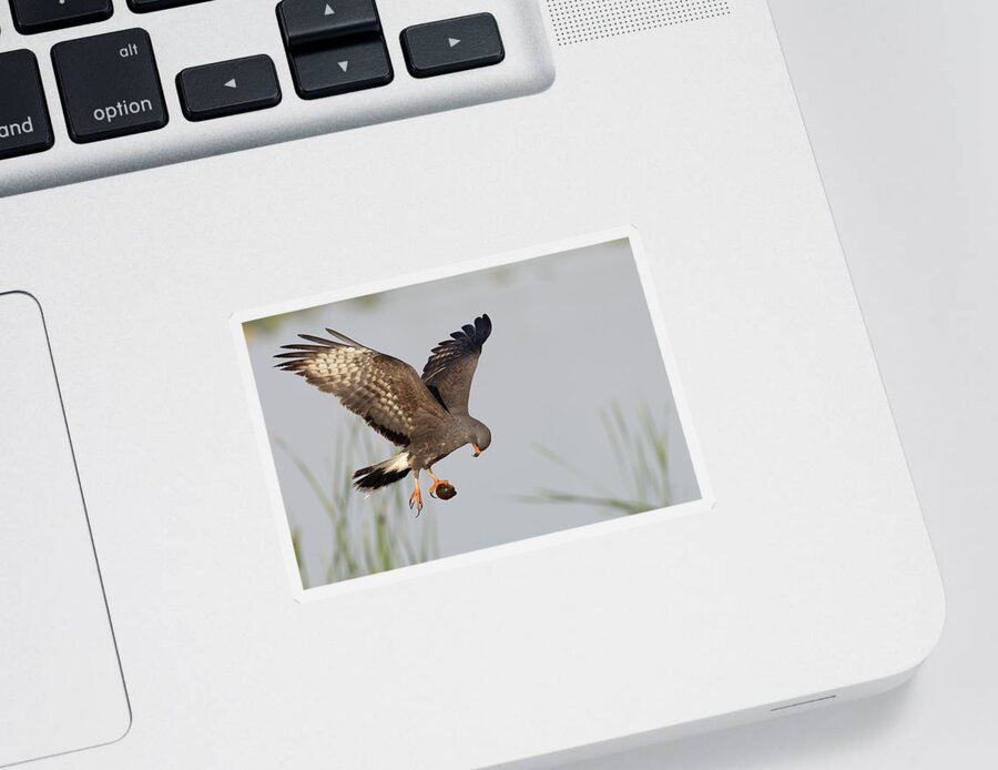Snail Kite Sticker featuring the photograph The Question by RD Allen