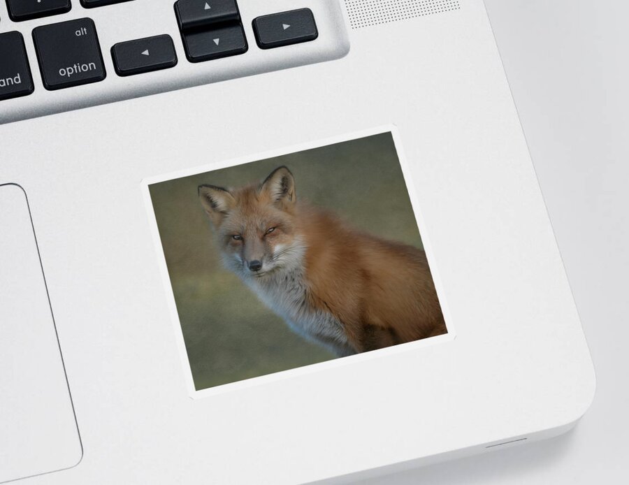 Red Fox Sticker featuring the photograph The Red Fox Stare by Sylvia Goldkranz
