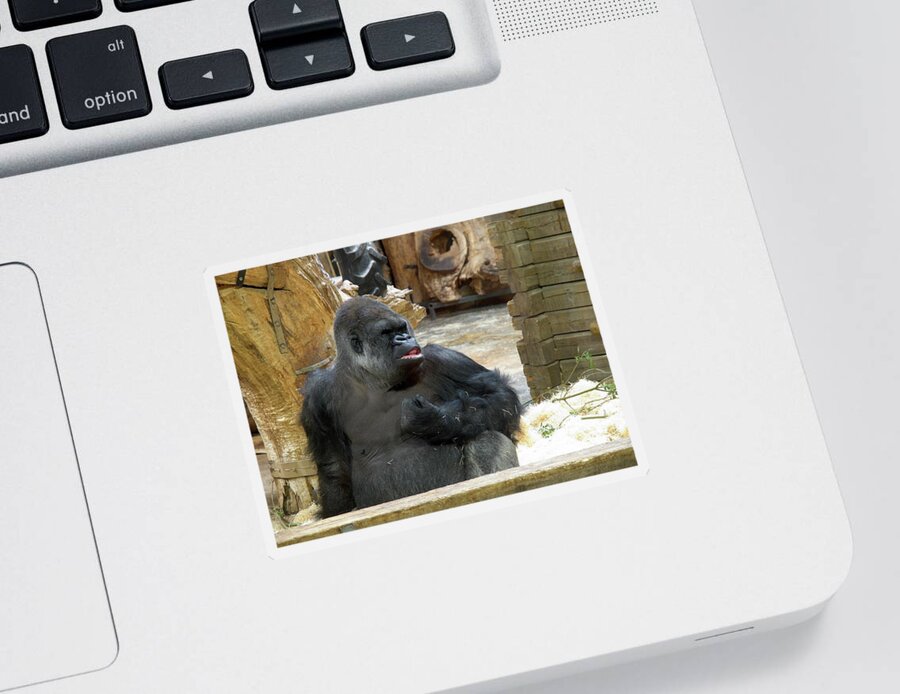 Lehtokukka Sticker featuring the photograph The Smile. Gorilla at Kolmorden zoo by Jouko Lehto