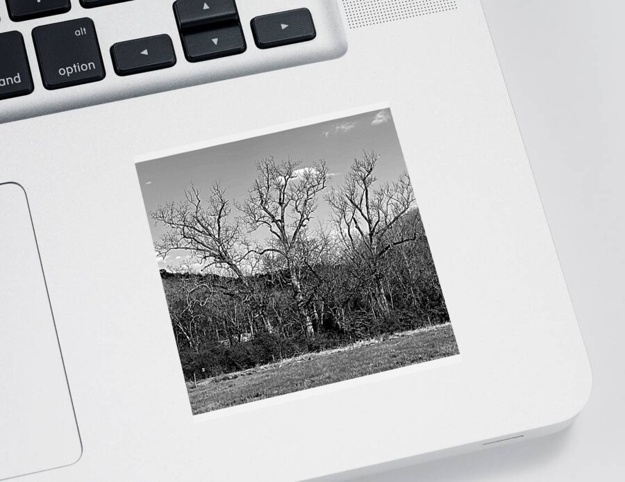 Tree Sticker featuring the photograph The Three Witches BW by Lee Darnell