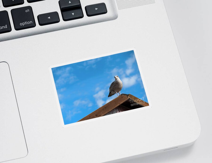 Seagull Sticker featuring the photograph The Watchful Gull by Daniel M Walsh