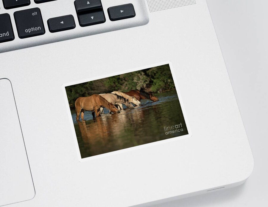 Salt River Wild Horses Sticker featuring the photograph Thirsty by Shannon Hastings