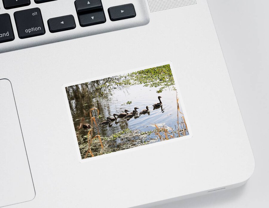 Ducklings With Mom Sticker featuring the photograph This Way Ducklings by Carol Groenen