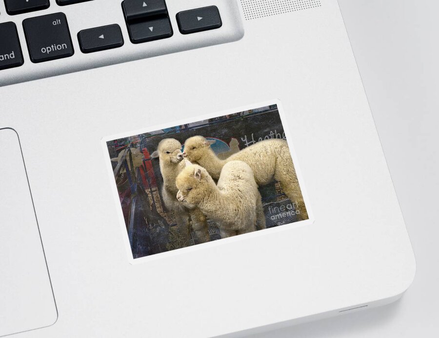 Alpaca Sticker featuring the photograph Three Alpacas by Amy Dundon