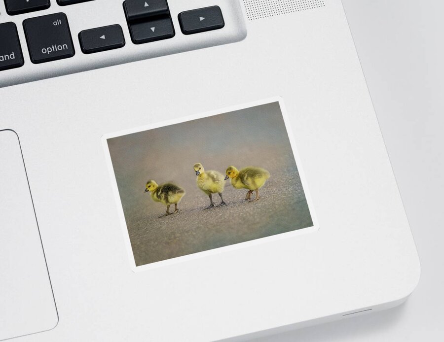 Goslings Sticker featuring the photograph Three Baby Geese by Patti Deters