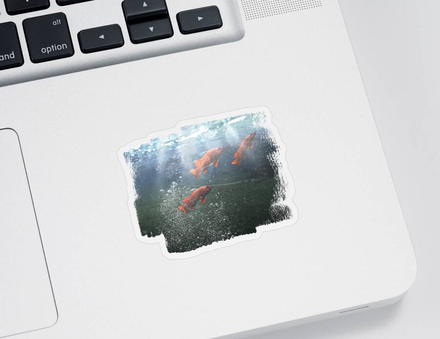 Goldfish Sticker featuring the photograph Three Goldfish by Elisabeth Lucas