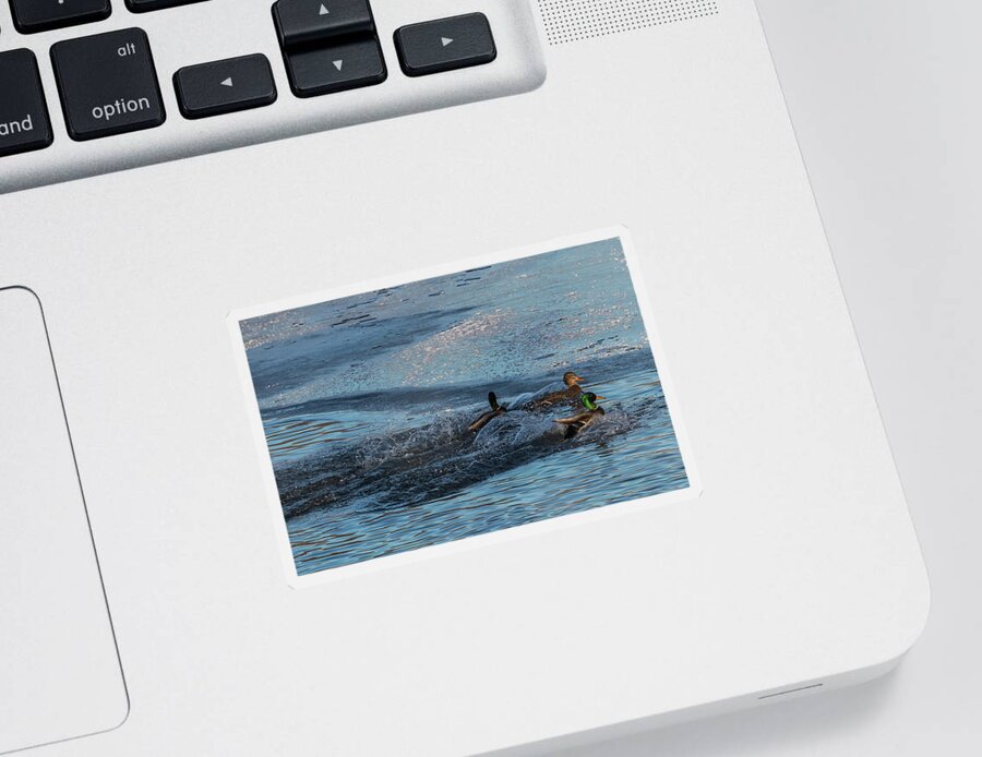 Mallard Sticker featuring the photograph Three Mallard Splash by Patti Deters