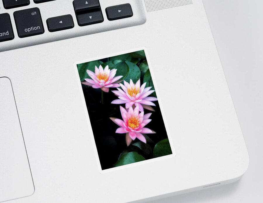  Floral Sticker featuring the photograph Three sisters by Usha Peddamatham