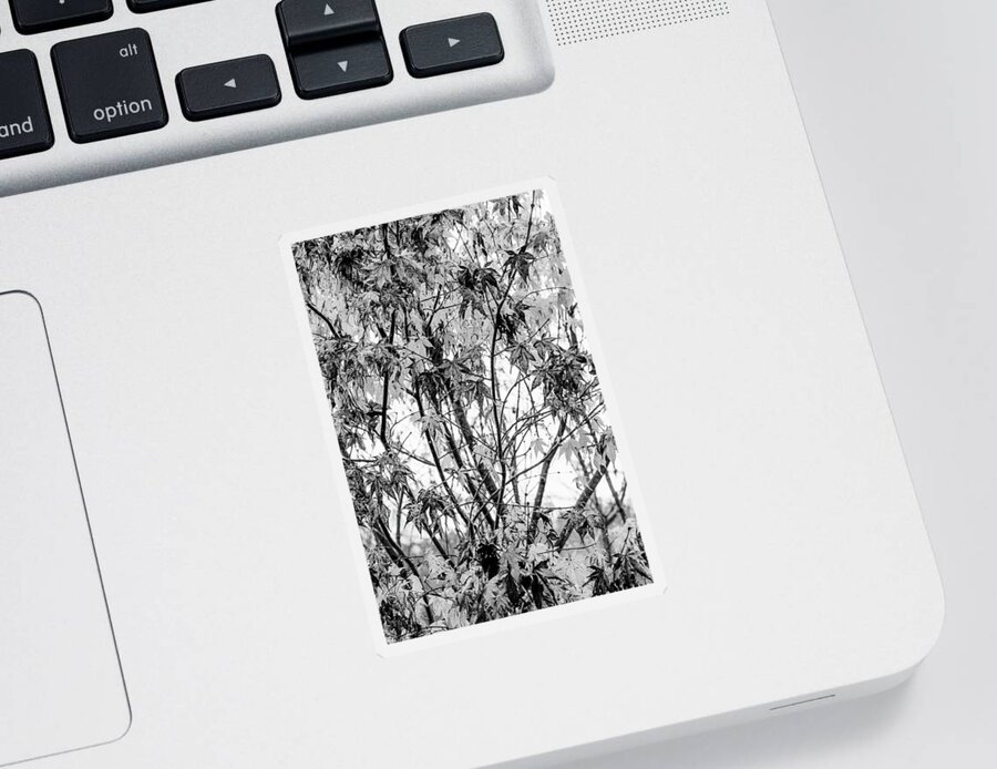 Carolina Sticker featuring the photograph Through the Autumn Leaves Black and White by Debra and Dave Vanderlaan