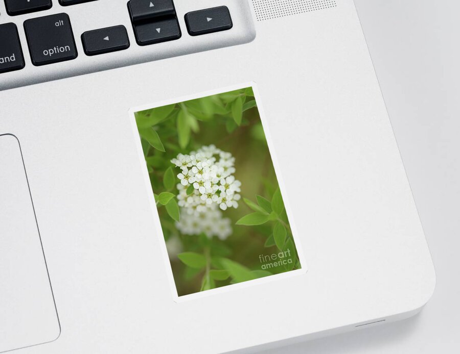 Seattle Sticker featuring the photograph Thunberg's Meadowsweet in Springtime by Nancy Gleason