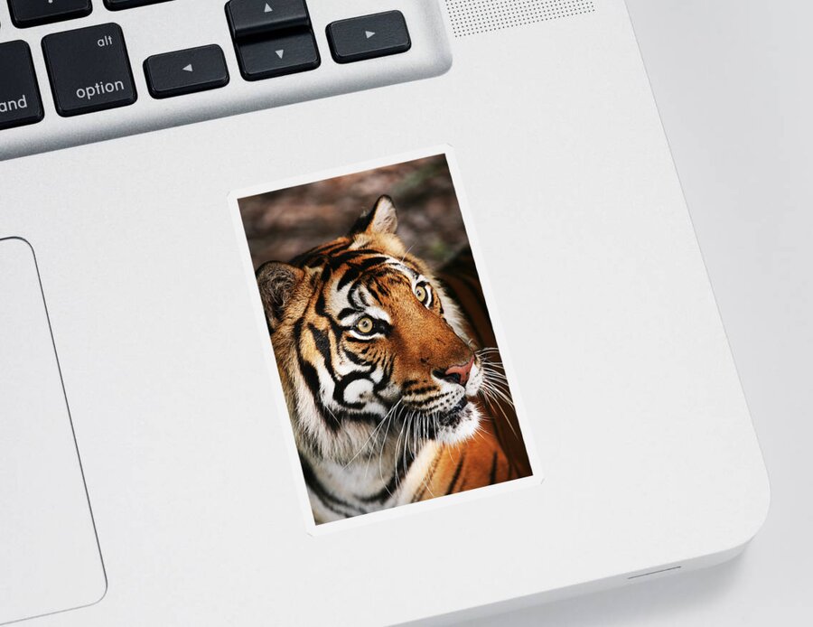 Tiger Sticker featuring the photograph Tiger Headshot by Brad Barton