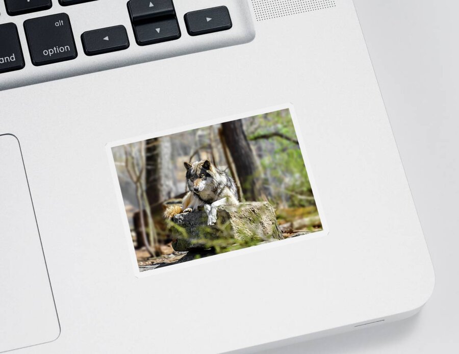 Canine Sticker featuring the photograph Timber Wolf Portrait by Anthony Sacco