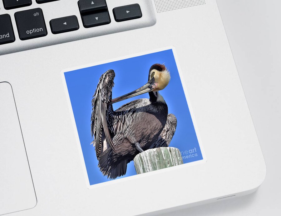Pelican Sticker featuring the photograph Time to Preen by Joanne Carey
