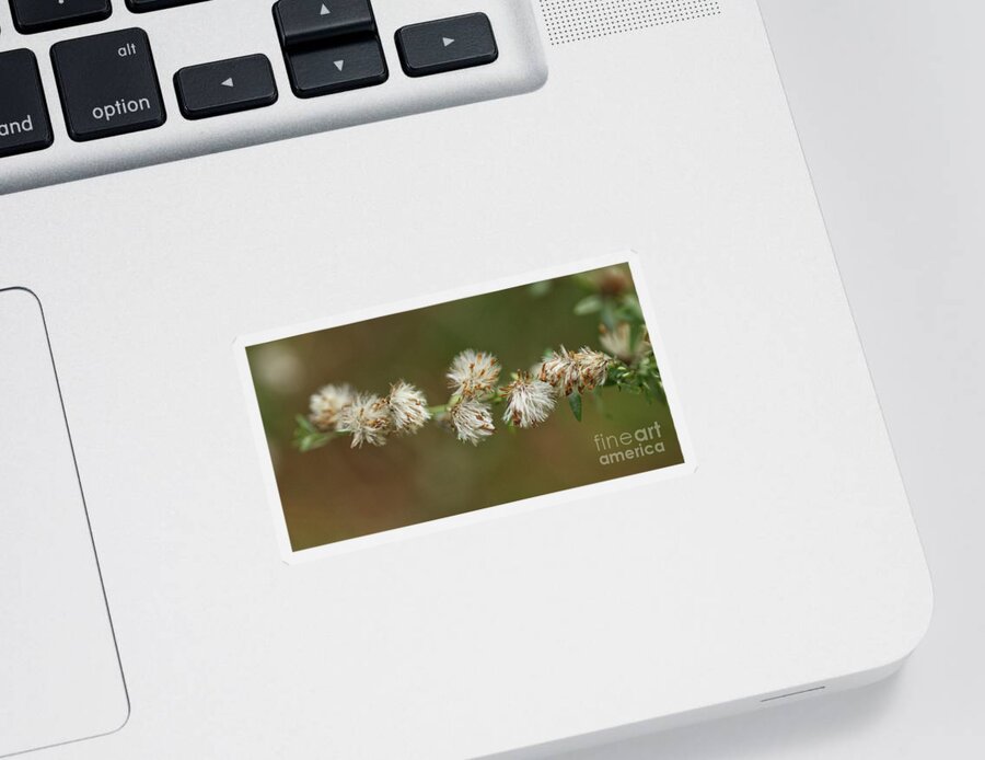 Tiny White Wild Asters Dried Sticker featuring the photograph Tiny White Wild Asters Dried by Iris Richardson