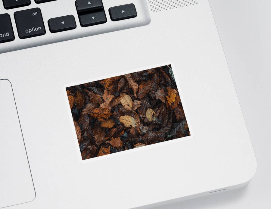 Purity Sticker featuring the photograph Touch of colourful autumn by Vaclav Sonnek